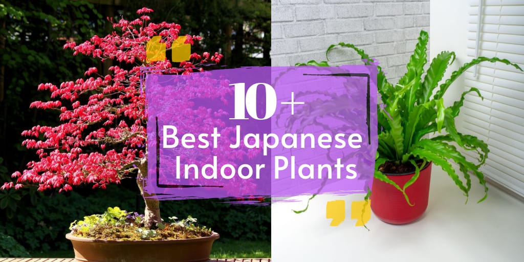 10 Best Japanese Indoor Plants