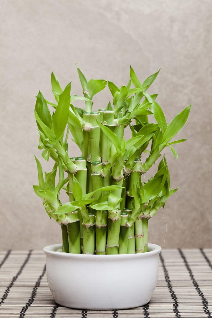 10 Best Japanese Indoor Plants