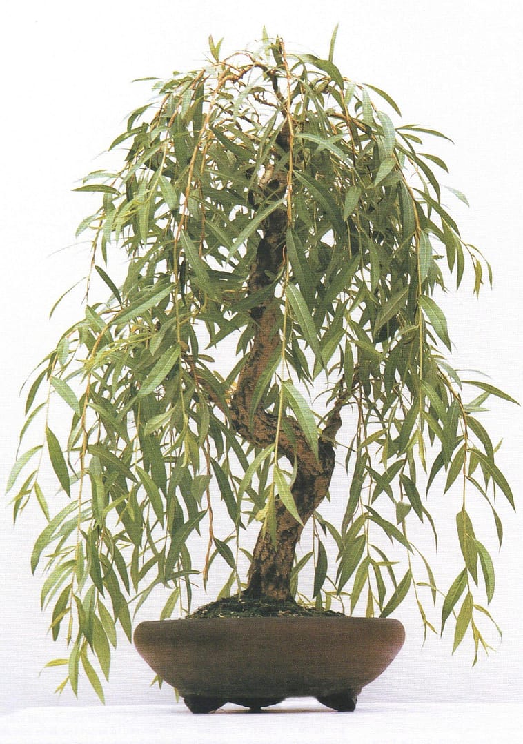 Japanese Weeping Willow